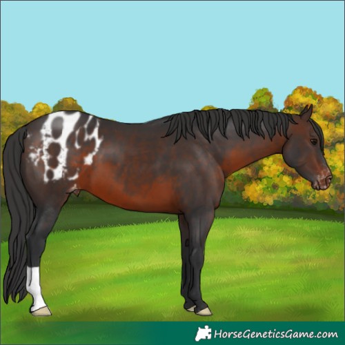Horse Color:Brown Appaloosa