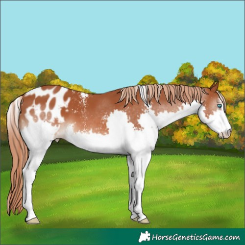 Horse Color:Chestnut Sabino Splash Blanket 