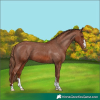 Horse Color:Chestnut Appaloosa