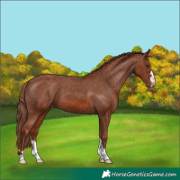 Horse Color:Chestnut Varnish 