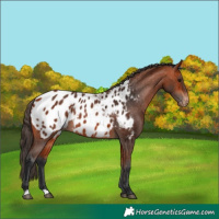 Horse Color:Bay Appaloosa