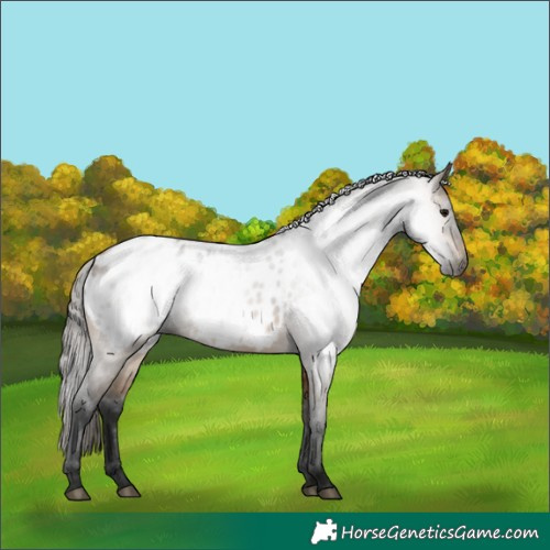Horse Color:Gray Buckskin Near Leopard Rabicano