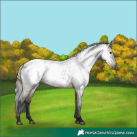 Horse Color:Gray Buckskin Appaloosa Rabicano