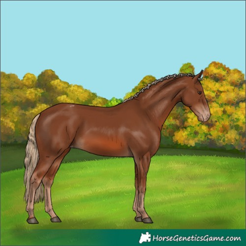 Horse Color:Chestnut Appaloosa 