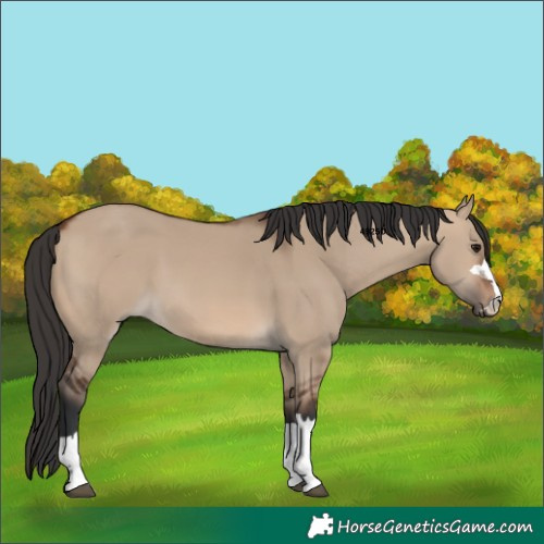 Horse Color:Brown Dun 