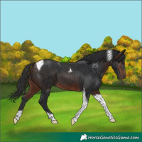 Horse Color:Brown Tobiano