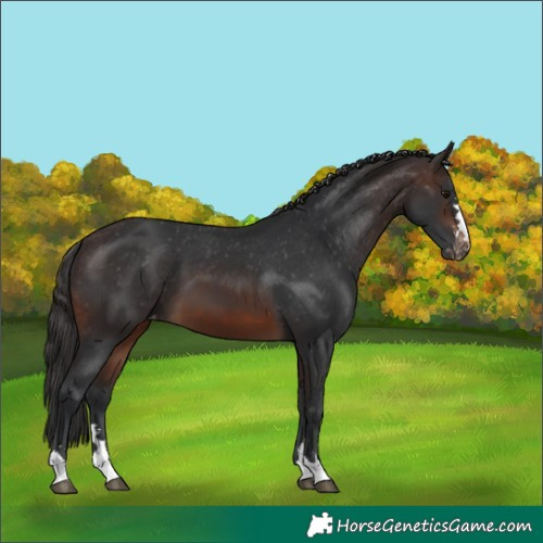 Horse Color:Brown Skewed LP Spotted 