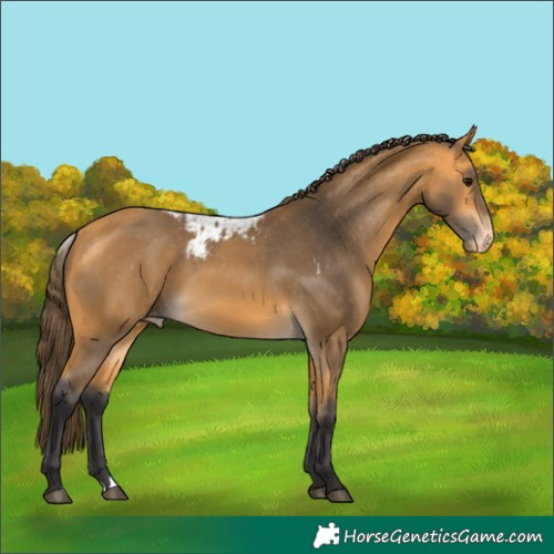 Horse Color:Buckskin Skewed Appaloosa 