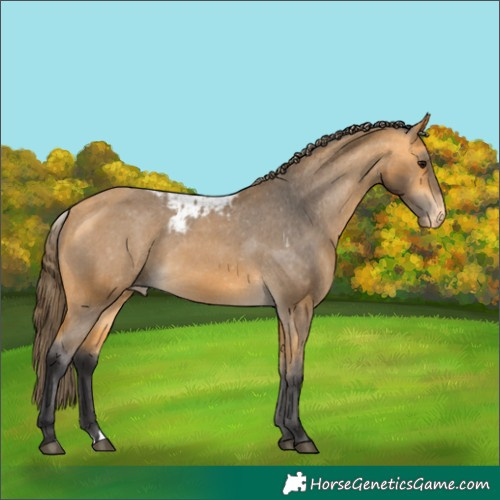 Horse Color:Buckskin Skewed LP Spotted 