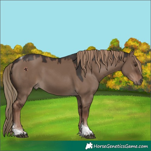 Horse Color:Liver Red Dun Tobiano 