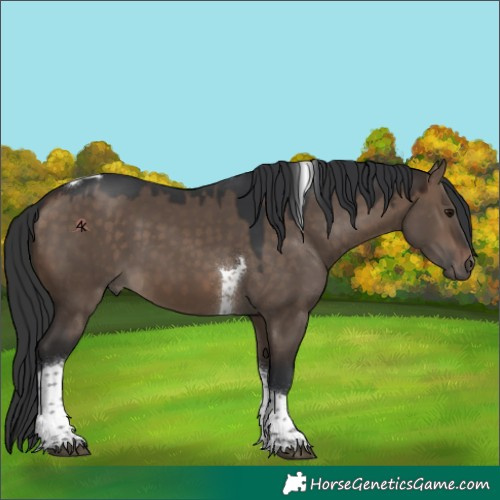 Horse Color:Brown Dun Tobiano 
