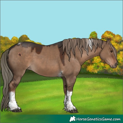 Horse Color:Liver Red Dun Tobiano 