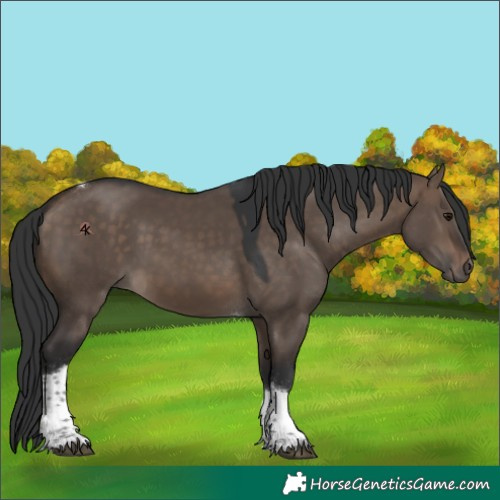 Horse Color:Brown Dun Tobiano 