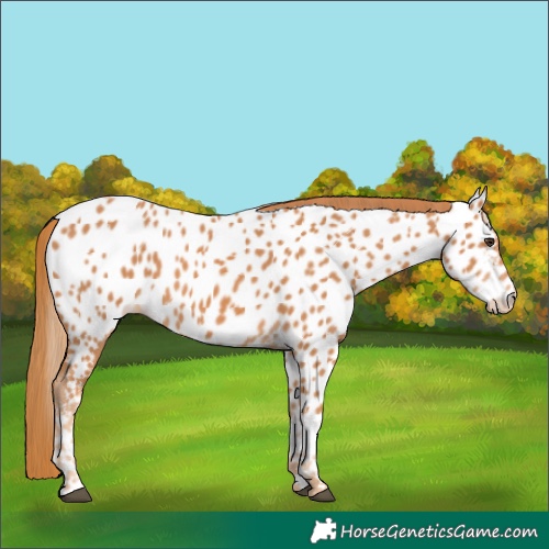 Horse Color:Chestnut Appaloosa
