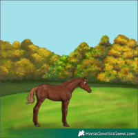 Horse Color:Gray Chestnut 