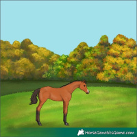 Horse Color:Bay 