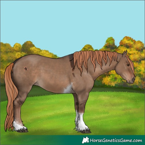 Horse Color:Liver Red Dun Tobiano 