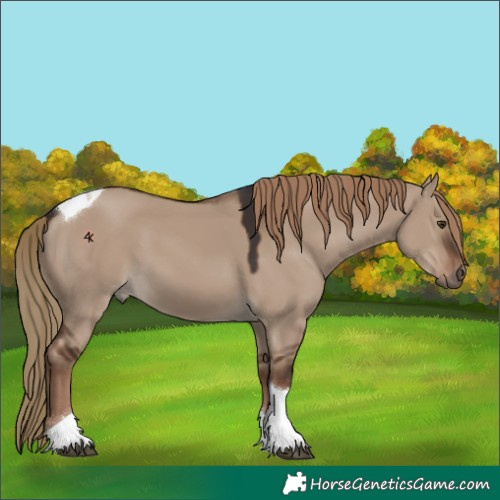 Horse Color:Liver Red Dun Tobiano