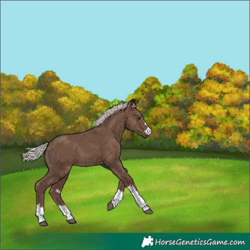 Horse Color:Silver Black