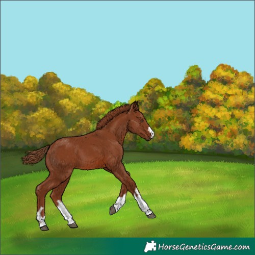 Horse Color:Chestnut 
