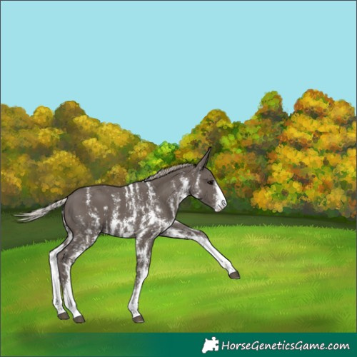 Horse Color:Silver Black Sabino 