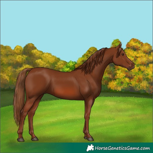 Horse Color:Chestnut 