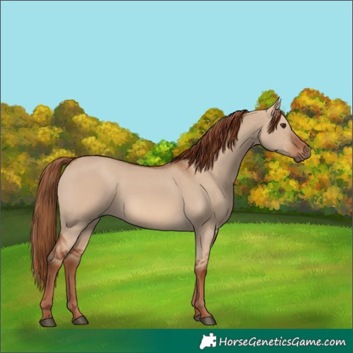 Horse Color:Red Dun 