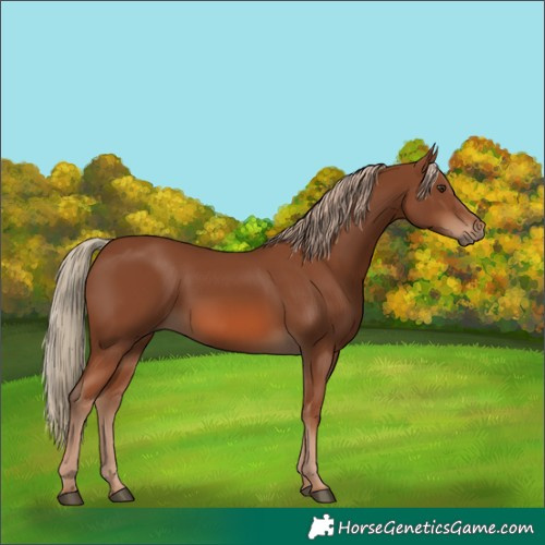 Horse Color:Chestnut 