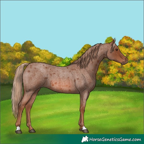 Horse Color:Red Roan 