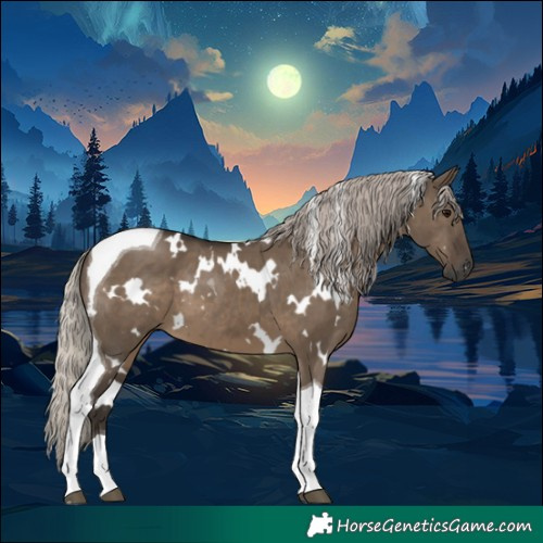 Horse Color:Gray White Spotted Silver Grullo Tobiano 
