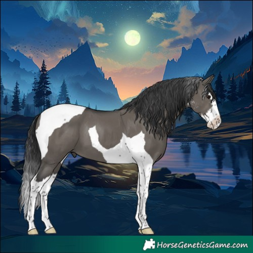 Horse Color:Grullo Sabino Splash Tobiano 