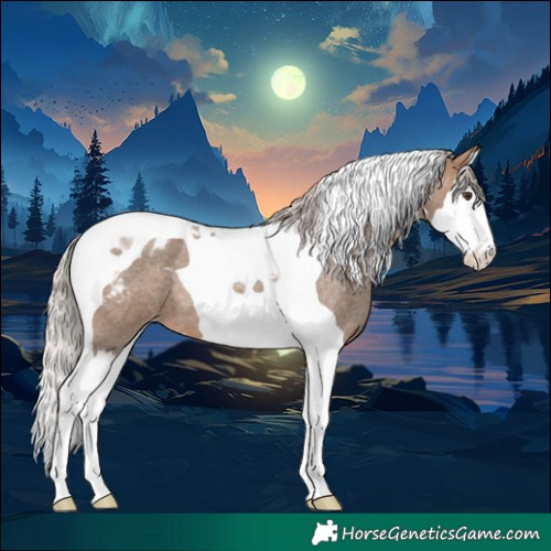 Horse Color:Silver Brown Roan Dun Splash Tobiano Appaloosa 