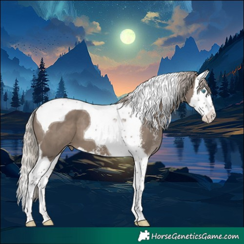 Horse Color:Silver Grullo Sabino Splash Tobiano Appaloosa 