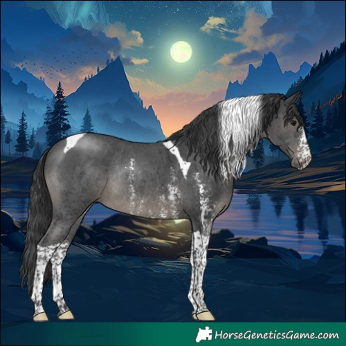 Horse Color:Black Sabino Tobiano Rabicano 