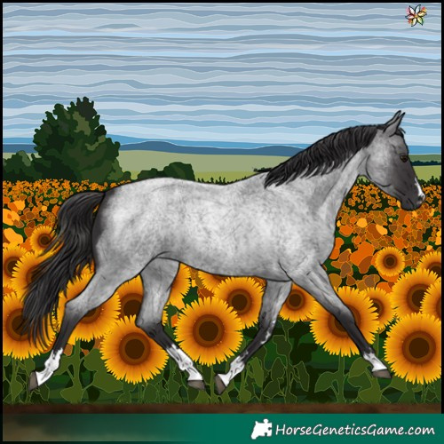 Horse Color:Smoky Blue Roan 