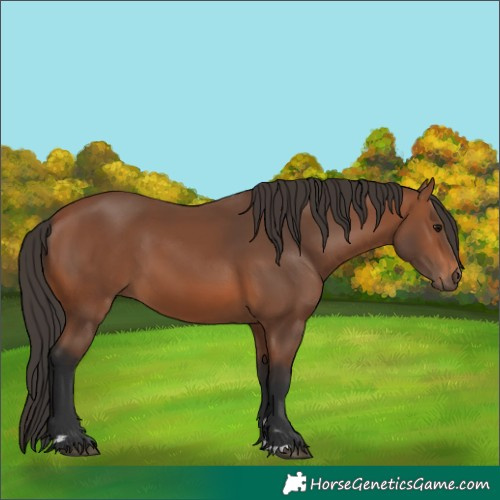 Horse Color:Unknown 