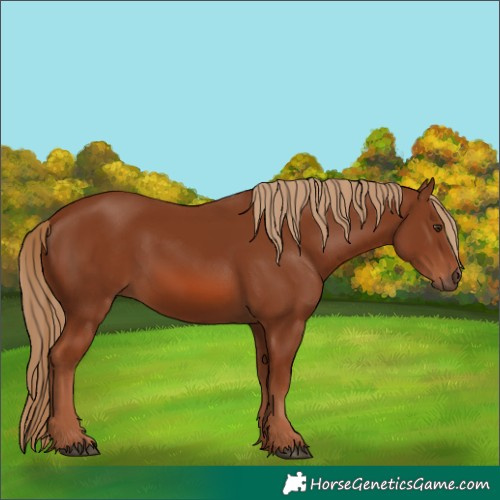 Horse Color:Unknown 
