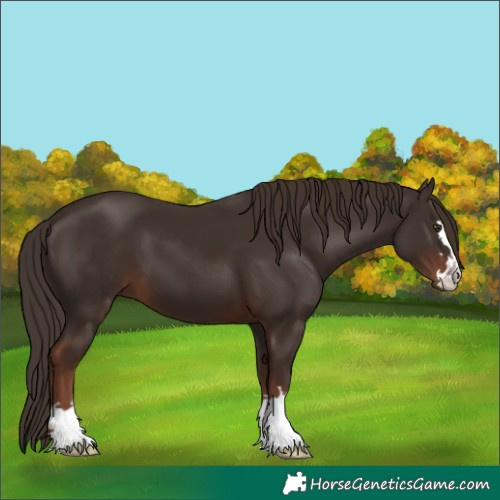 Horse Color:Liver Chestnut 