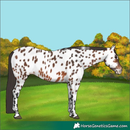 Horse Color:Bay Appaloosa