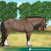 Horse Color:Liver Red Dun Rabicano