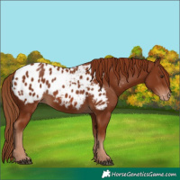 Horse Color:Chestnut Blanket