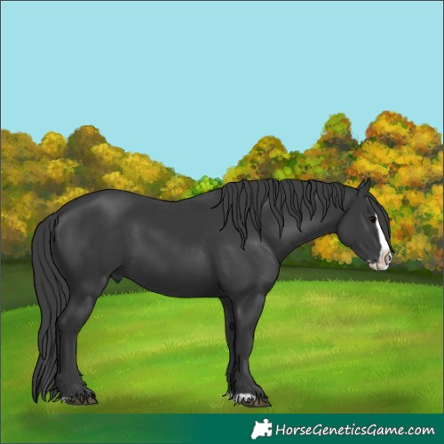 Horse Color:Black Splash