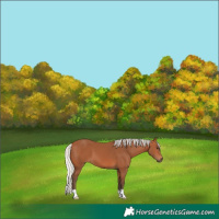 Horse Color:Silver Bay 