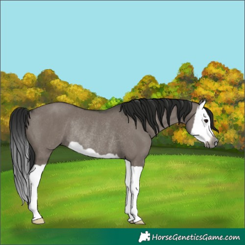 Horse Color:Gray Grullo Splash Rabicano 