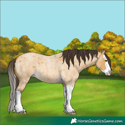 Horse Color:Buckskin Roan Dun Splash 