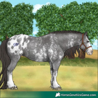 Horse Color:Smoky Black Sabino Appaloosa