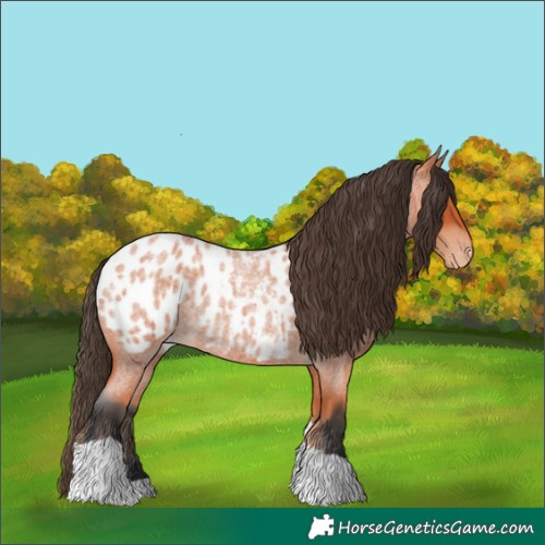 Horse Color:Bay Roan Tobiano Appaloosa 