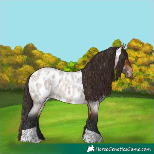 Horse Color:Bay Roan Tobiano Appaloosa 