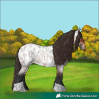 Horse Color:Bay Roan Tobiano Appaloosa 