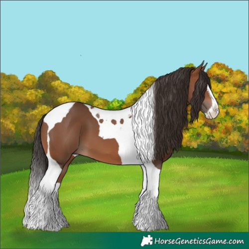Horse Color:Bay Splash Tobiano 